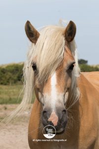 paard Vlieland foto - fotograaf vlieland - portfolio fotogravlie
