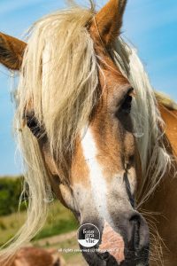 paard Vlieland foto - fotograaf vlieland - portfolio fotogravlie