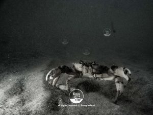 krab Vlieland zwartwit foto onderwaterfoto onderwaterfotografie - fotograaf vlieland - portfolio fotogravlie